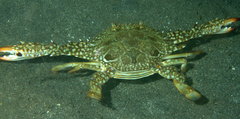 Portunidae