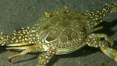Portunidae