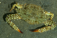 Portunidae