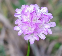Armeria muelleri