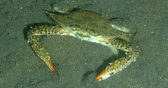 Portunidae