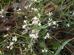 Asperula cynanchica