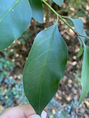 Ligustrum lucidum