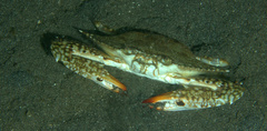 Portunidae