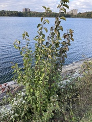 Alnus alnobetula
