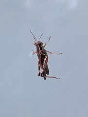 Melanoplus sanguinipes