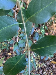 Ligustrum lucidum