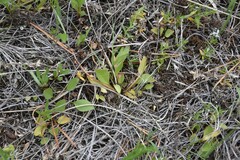 Ranunculus glaberrimus ellipticus