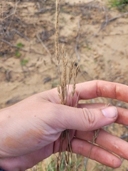 Agropyron desertorum