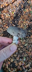 Russula cyanoxantha