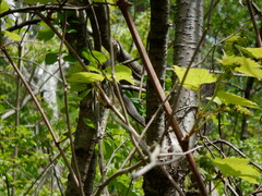 Regina septemvittata