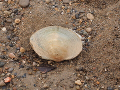 Sinanodonta woodiana