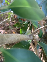 Ligustrum lucidum