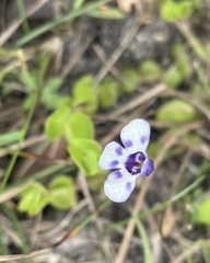 Lindernia grandiflora
