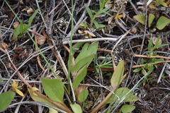 Ranunculus glaberrimus ellipticus