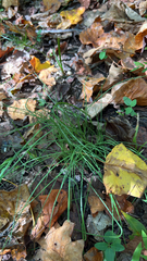 Allium vineale