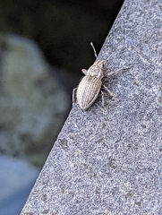 Naupactus peregrinus