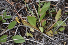 Ranunculus glaberrimus ellipticus