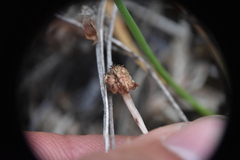 Ranunculus glaberrimus ellipticus