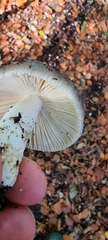 Russula cyanoxantha