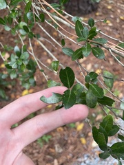 Ilex vomitoria