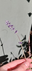 Salvia farinacea