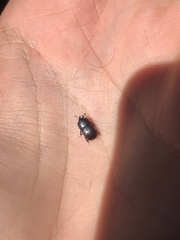 Hololepta