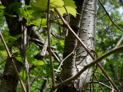 Regina septemvittata