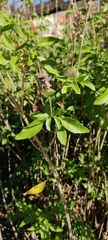 Salvia farinacea