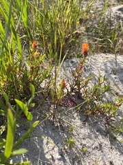 Lampranthus fergusoniae