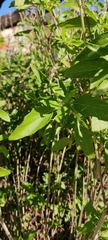Salvia farinacea