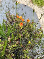 Lampranthus fergusoniae