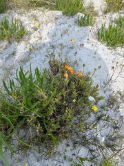 Lampranthus fergusoniae
