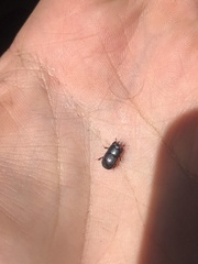 Hololepta