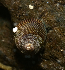 Peasiella