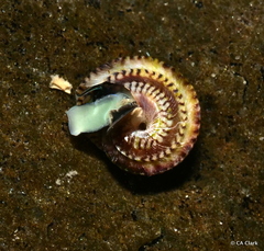 Peasiella