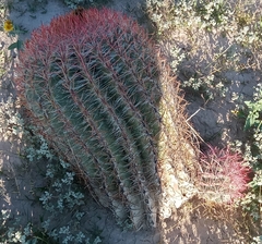 Ferocactus pilosus