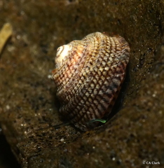 Peasiella