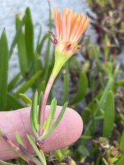 Lampranthus fergusoniae