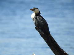 Microcarbo melanoleucos brevirostris