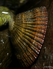 Cellana