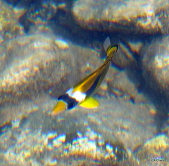 Chaetodon lunula