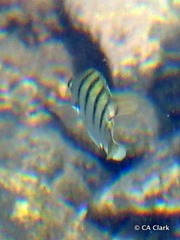 Abudefduf