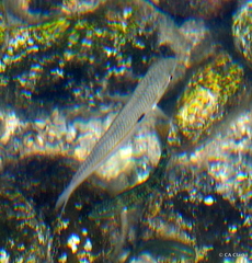 Mulloidichthys flavolineatus