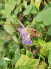 Ipomoea aristolochiifolia