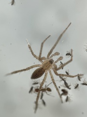 Anyphaena
