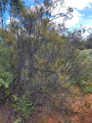 Acacia colletioides