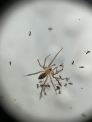 Anyphaena