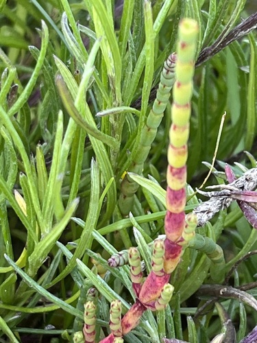 Cape Glasswort (Salicornia capensis)