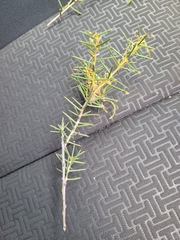 Acacia colletioides